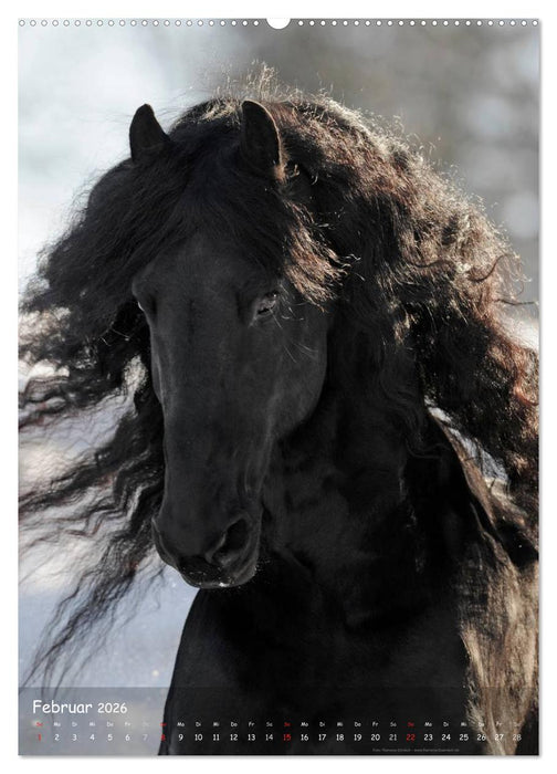 Friesen - die schwarzen Perlen (CALVENDO Premium Wandkalender 2026)