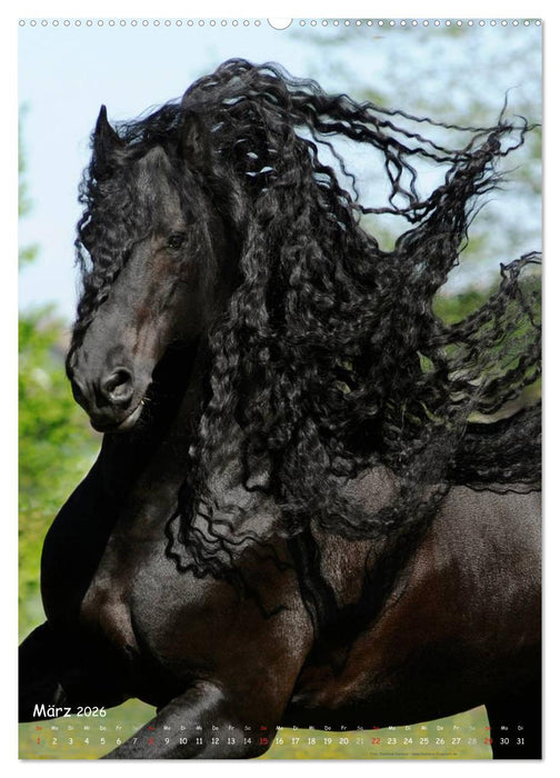 Friesen - die schwarzen Perlen (CALVENDO Premium Wandkalender 2026)