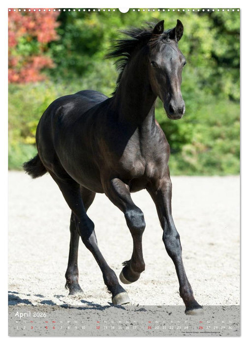 Friesen - die schwarzen Perlen (CALVENDO Premium Wandkalender 2026)