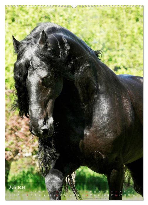 Friesen - die schwarzen Perlen (CALVENDO Premium Wandkalender 2026)