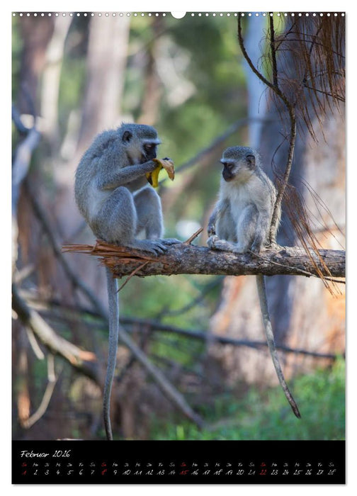 Südafrika - Sehenswerte Panorama Route (CALVENDO Premium Wandkalender 2026)