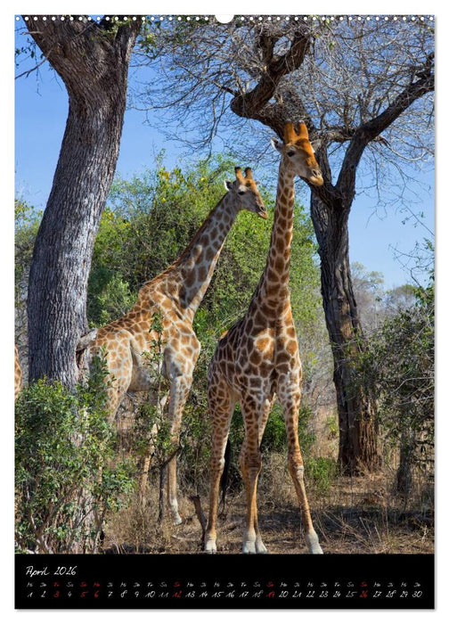 Südafrika - Sehenswerte Panorama Route (CALVENDO Premium Wandkalender 2026)