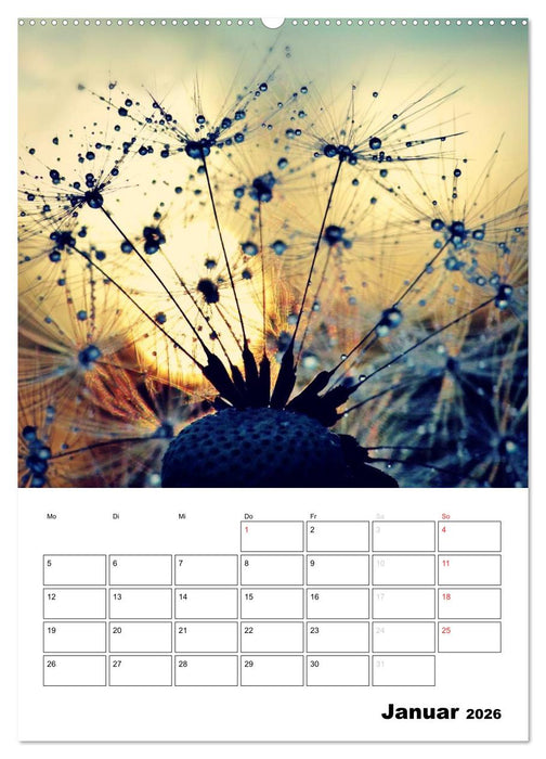Pusteblumentraum - Dreams of Dandelion (CALVENDO Premium Wandkalender 2026)
