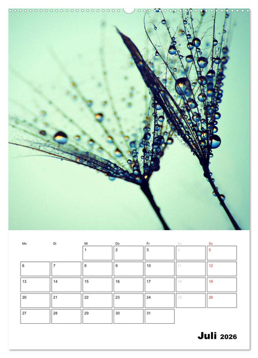 Pusteblumentraum - Dreams of Dandelion (CALVENDO Premium Wandkalender 2026)