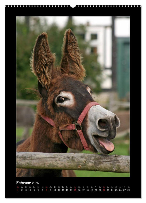 Esel und Mulis (CALVENDO Premium Wandkalender 2026)
