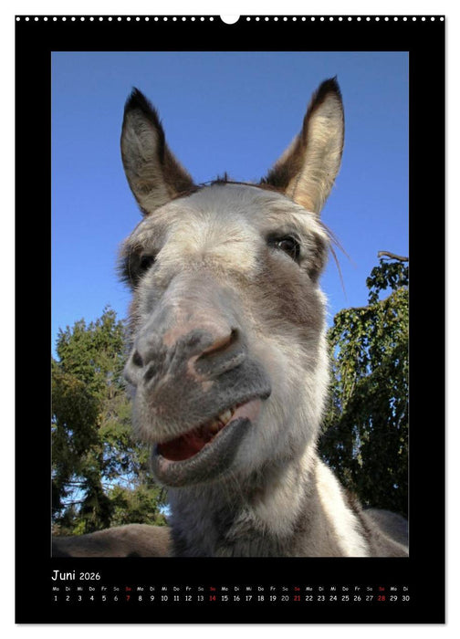 Esel und Mulis (CALVENDO Premium Wandkalender 2026)