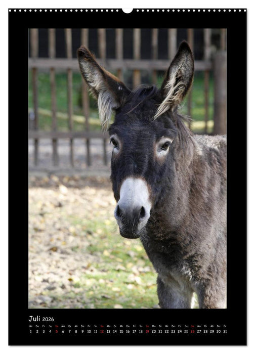 Esel und Mulis (CALVENDO Premium Wandkalender 2026)