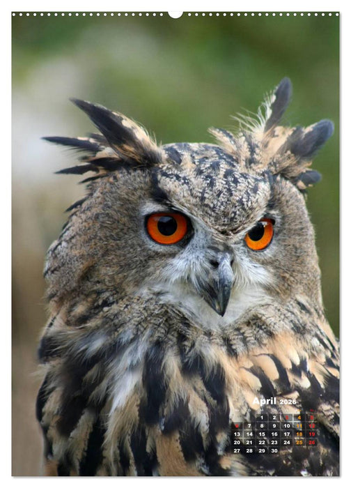 Eulen (CALVENDO Premium Wandkalender 2026)