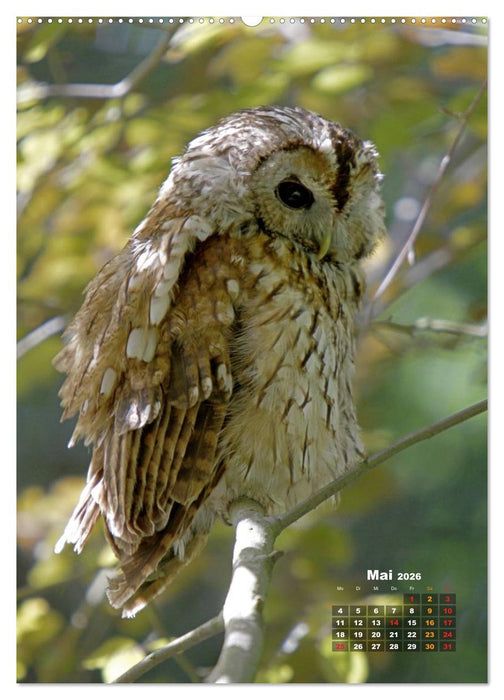 Eulen (CALVENDO Premium Wandkalender 2026)
