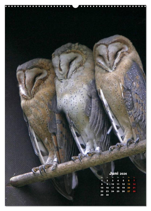 Eulen (CALVENDO Premium Wandkalender 2026)