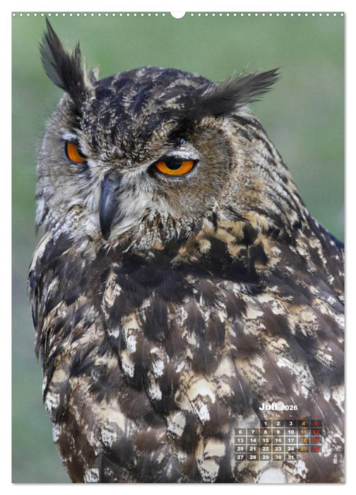 Eulen (CALVENDO Premium Wandkalender 2026)