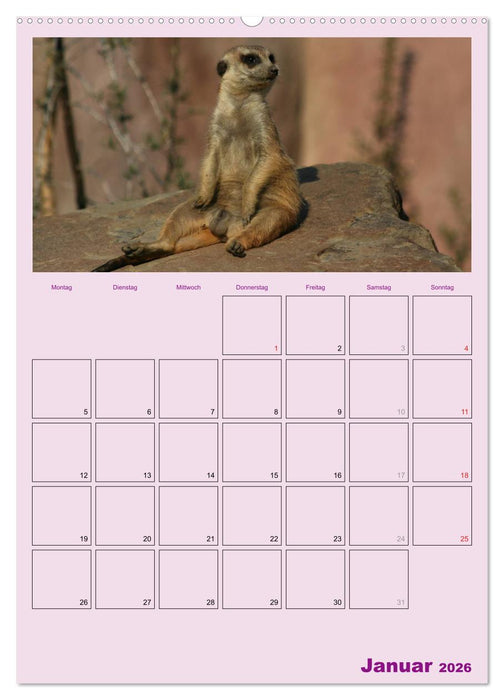 Erdmännchen / Terminplaner (CALVENDO Premium Wandkalender 2026)
