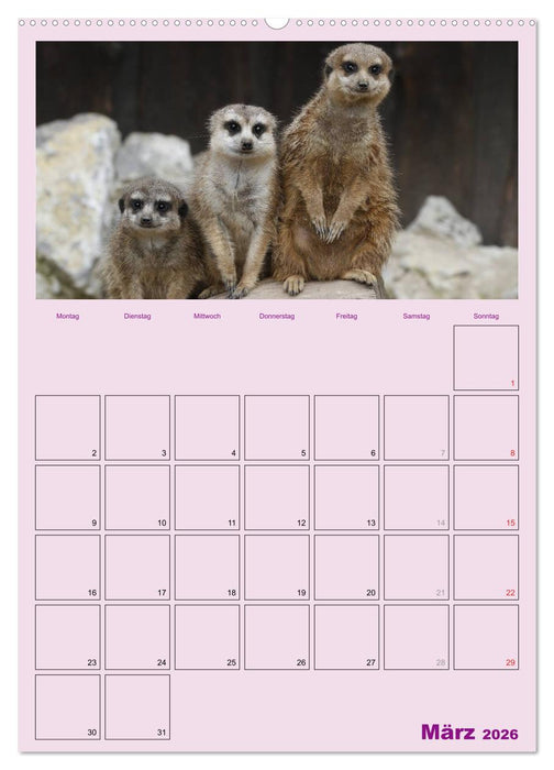 Erdmännchen / Terminplaner (CALVENDO Premium Wandkalender 2026)