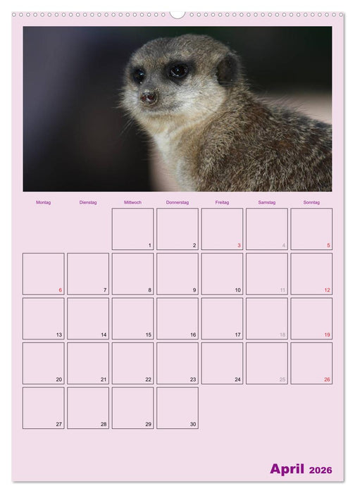 Erdmännchen / Terminplaner (CALVENDO Premium Wandkalender 2026)