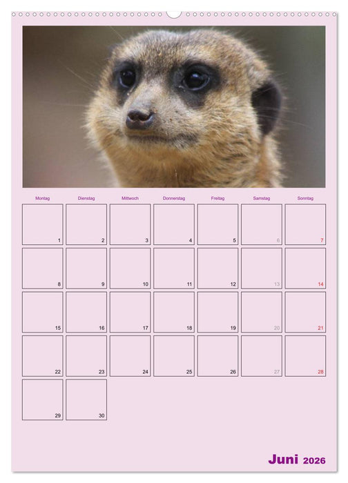 Erdmännchen / Terminplaner (CALVENDO Premium Wandkalender 2026)