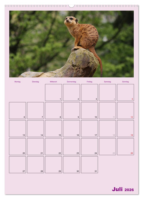 Erdmännchen / Terminplaner (CALVENDO Premium Wandkalender 2026)