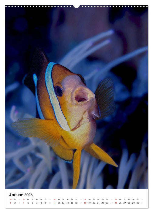 Abenteuer Tauchen (CALVENDO Wandkalender 2026)