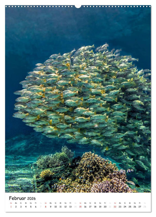 Abenteuer Tauchen (CALVENDO Wandkalender 2026)