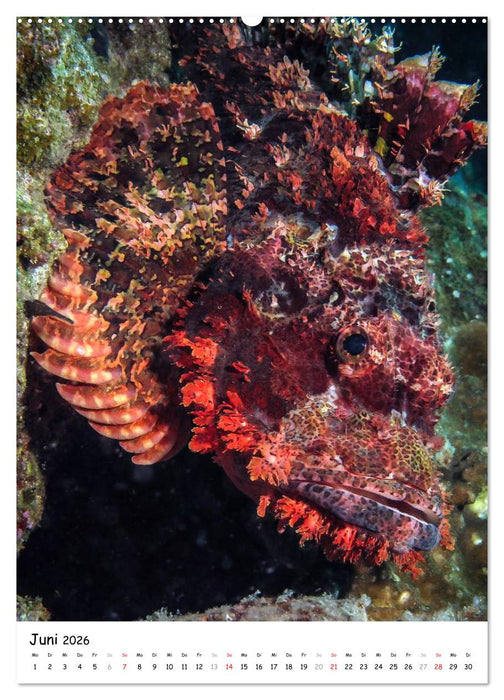 Abenteuer Tauchen (CALVENDO Wandkalender 2026)