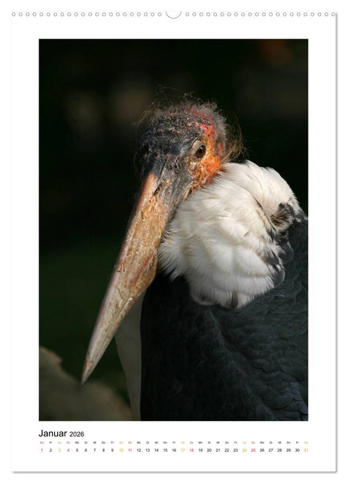 Hübsch hässlich! Marabus (CALVENDO Wandkalender 2026)