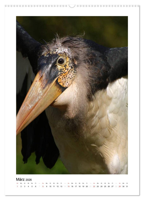 Hübsch hässlich! Marabus (CALVENDO Wandkalender 2026)