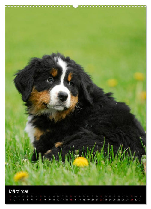 Berner Sennenhund 2026 (CALVENDO Premium Wandkalender 2026)