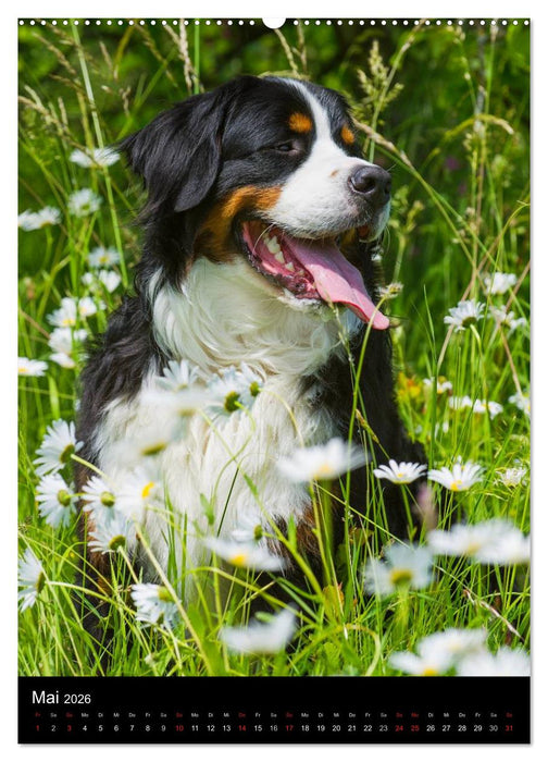 Berner Sennenhund 2026 (CALVENDO Premium Wandkalender 2026)