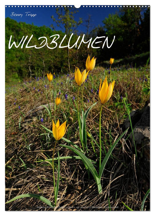 WILDBLUMEN (CALVENDO Wandkalender 2026)
