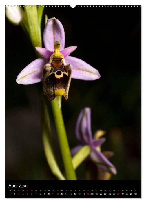 WILDBLUMEN (CALVENDO Wandkalender 2026)