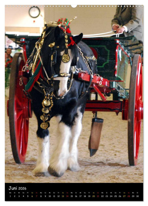 Shire Horse - Geschmückte Riesen (CALVENDO Premium Wandkalender 2026)