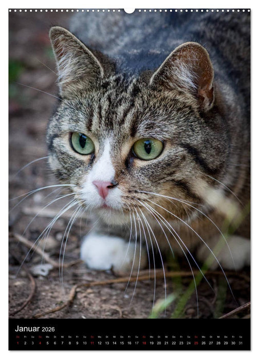 Stubentiger (CALVENDO Premium Wandkalender 2026)