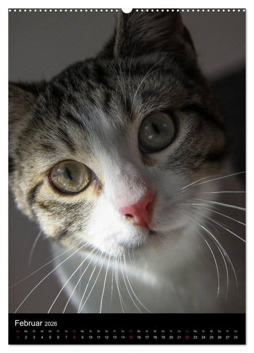 Stubentiger (CALVENDO Premium Wandkalender 2026)