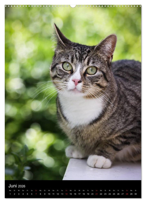 Stubentiger (CALVENDO Premium Wandkalender 2026)