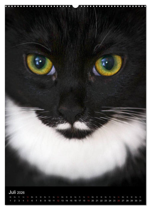 Stubentiger (CALVENDO Premium Wandkalender 2026)