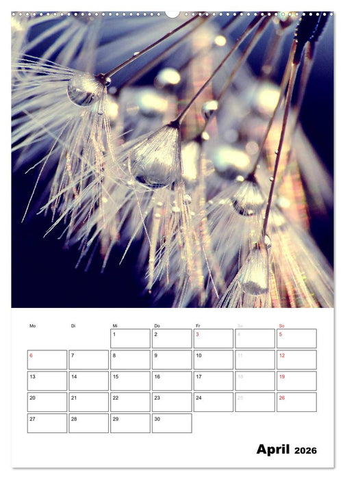 Pusteblumentraum - Dreams of Dandelion (CALVENDO Wandkalender 2026)