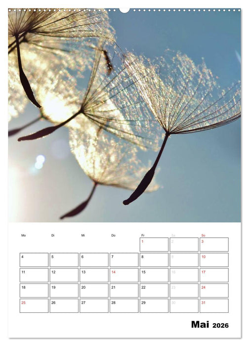 Pusteblumentraum - Dreams of Dandelion (CALVENDO Wandkalender 2026)