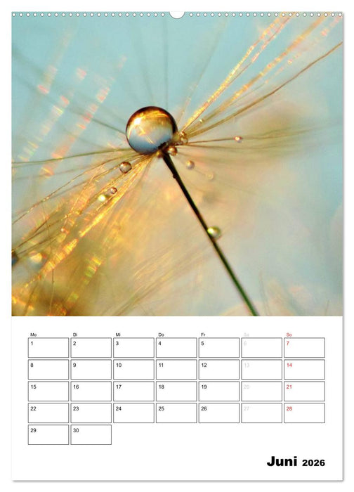 Pusteblumentraum - Dreams of Dandelion (CALVENDO Wandkalender 2026)