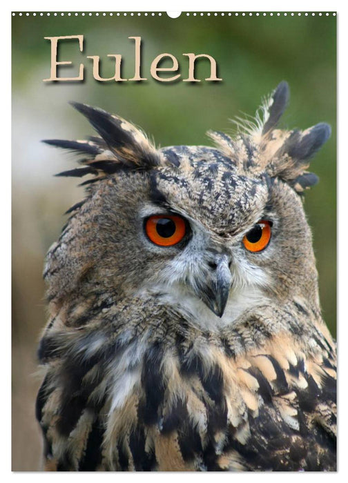 Eulen (CALVENDO Wandkalender 2026)