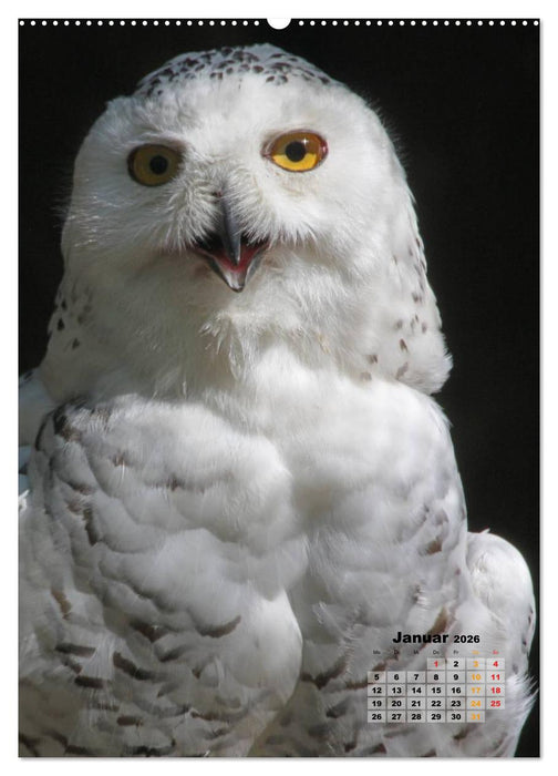 Eulen (CALVENDO Wandkalender 2026)