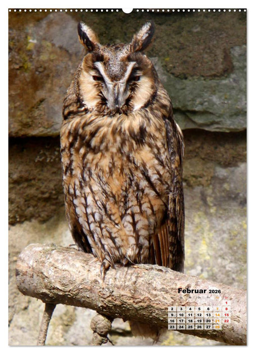 Eulen (CALVENDO Wandkalender 2026)