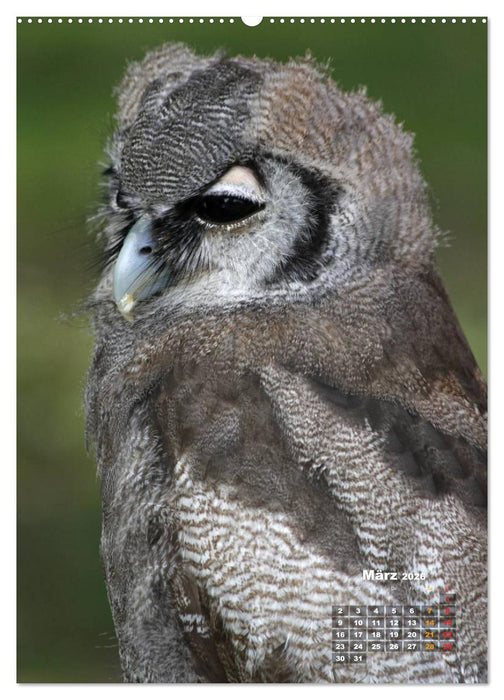 Eulen (CALVENDO Wandkalender 2026)