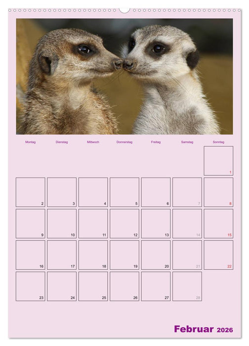 Erdmännchen / Terminplaner (CALVENDO Wandkalender 2026)