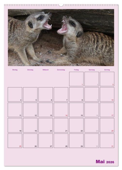Erdmännchen / Terminplaner (CALVENDO Wandkalender 2026)