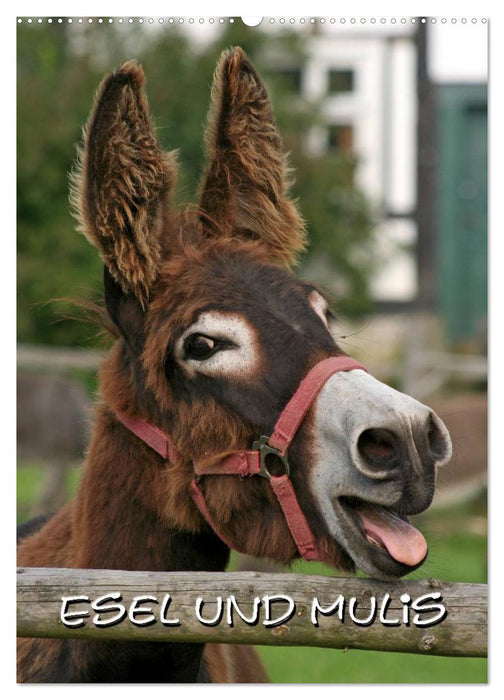 Esel und Mulis (CALVENDO Wandkalender 2026)