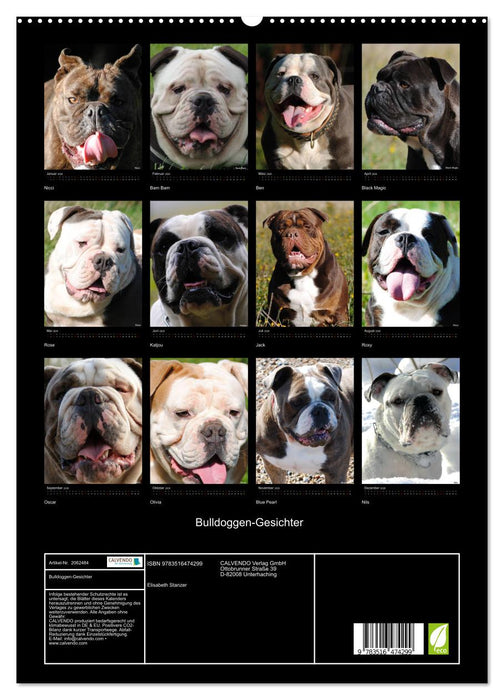 Bulldoggen-Gesichter (CALVENDO Premium Wandkalender 2026)