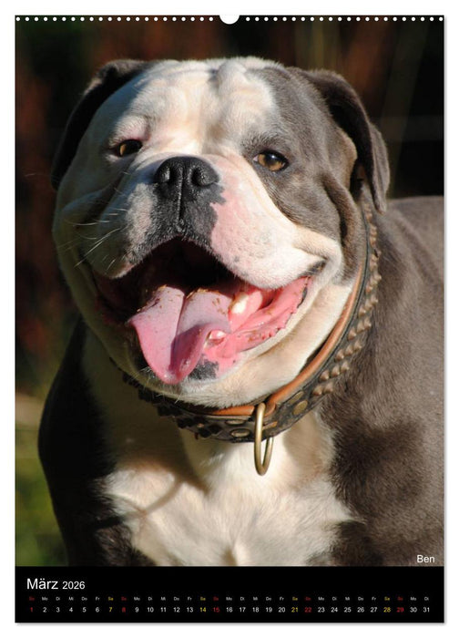 Bulldoggen-Gesichter (CALVENDO Premium Wandkalender 2026)