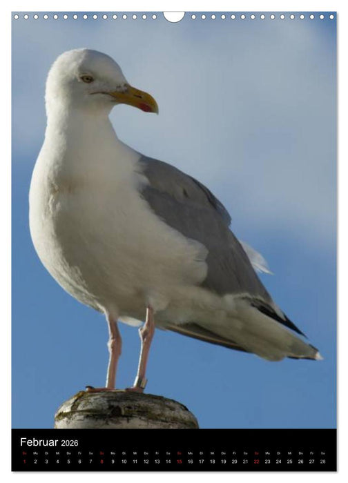 Bremerhaven an der Nordsee (CALVENDO Wandkalender 2026)