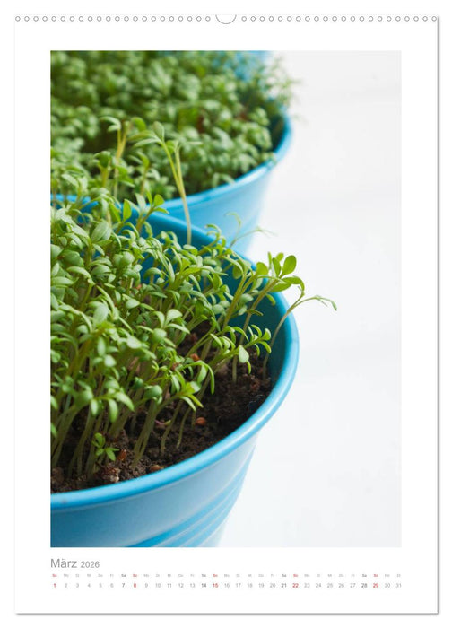 Frische Küche (CALVENDO Premium Wandkalender 2026)