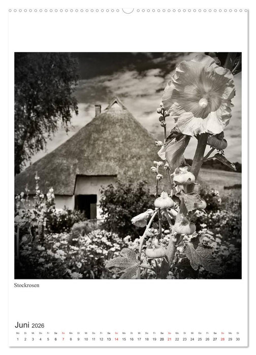 Rügen 2026... Bilder einer Insel (CALVENDO Premium Wandkalender 2026)