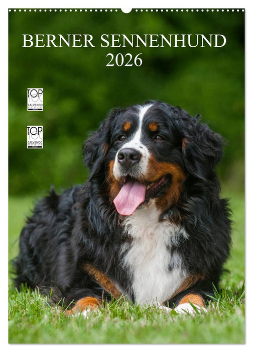 Berner Sennenhund 2026 (CALVENDO Wandkalender 2026)